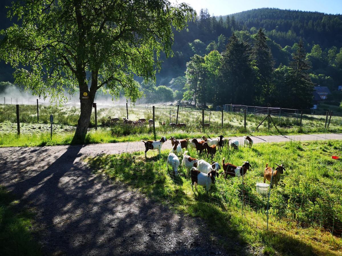 Ferienwohnung B1 für bis zu 5 Personen Menzenschwand-Hinterdorf Exterior foto